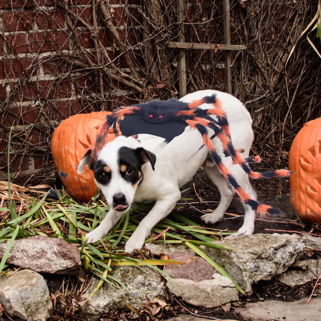 Dog wearing a spider costume with pumpkins in the background